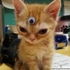 Ece Arslan avatar
